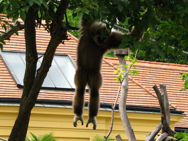 Tiergarten Schönbrunn 12.06.2010