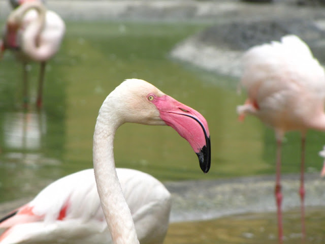 Tiergarten Schönbrunn 12.06.2010