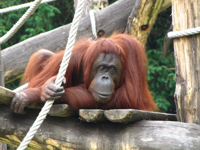 Tiergarten Schönbrunn 12.06.2010