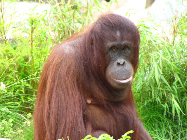 Tiergarten Schönbrunn 12.06.2010