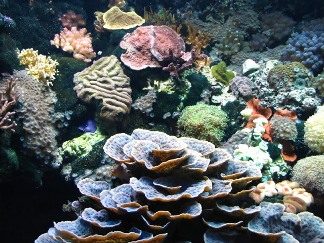 Tiergarten Schönbrunn 12.06.2010