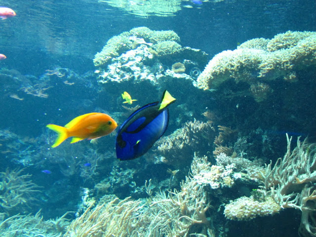 Tiergarten Schönbrunn 12.06.2010