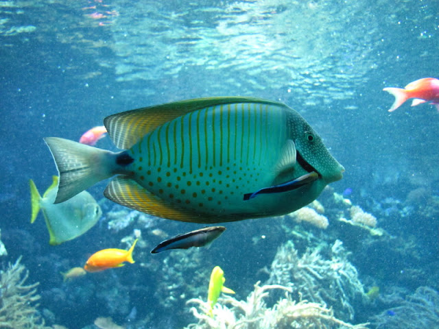 Tiergarten Schönbrunn 12.06.2010