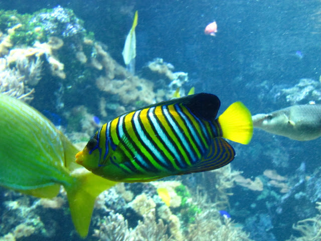 Tiergarten Schönbrunn 12.06.2010