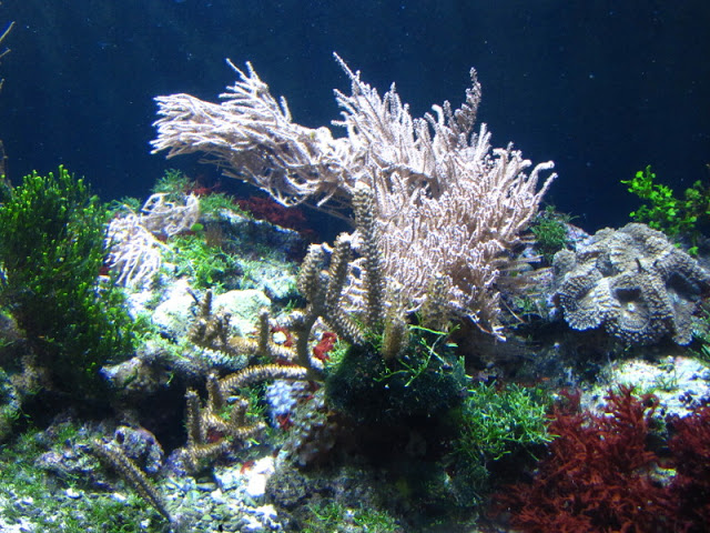 Tiergarten Schönbrunn 12.06.2010