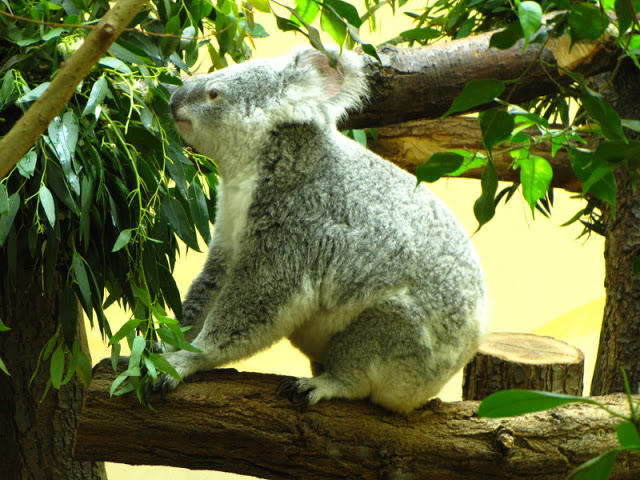 Tiergarten Schönbrunn 12.06.2010