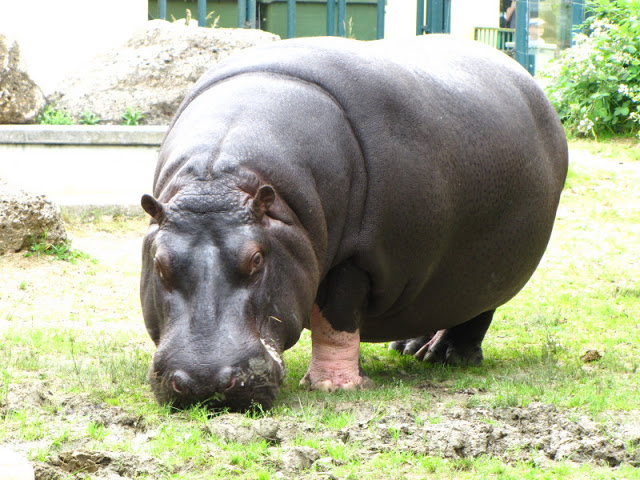 Tiergarten Schönbrunn 12.06.2010