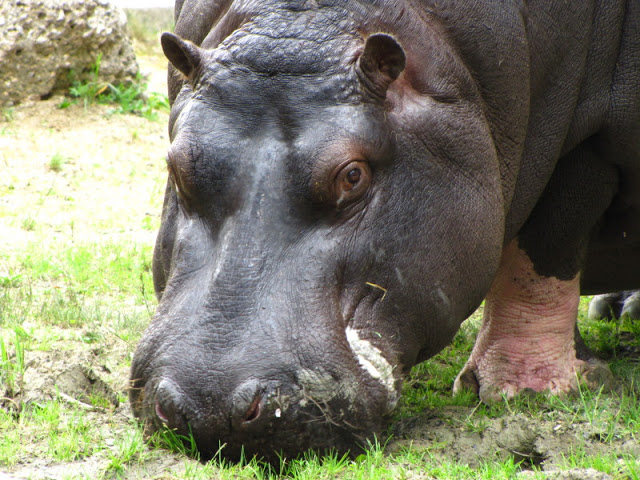 Tiergarten Schönbrunn 12.06.2010