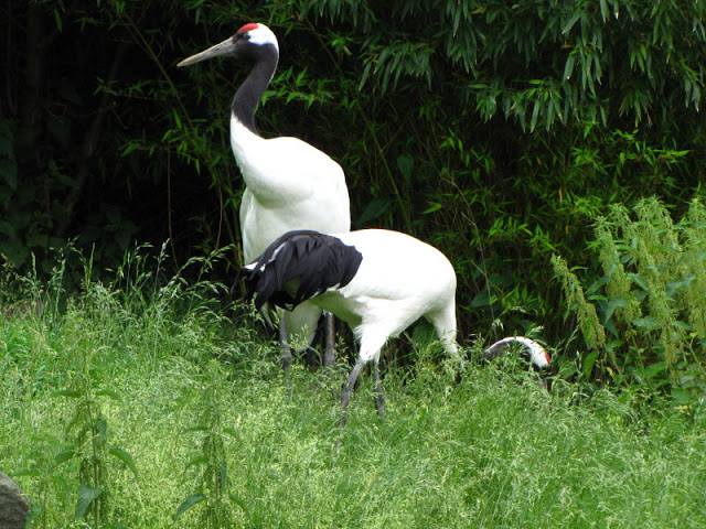 Tiergarten Schönbrunn 12.06.2010