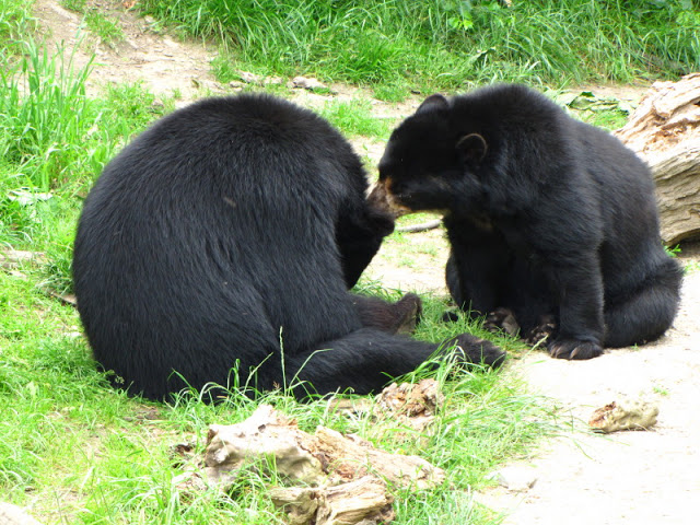 Tiergarten Schönbrunn 12.06.2010