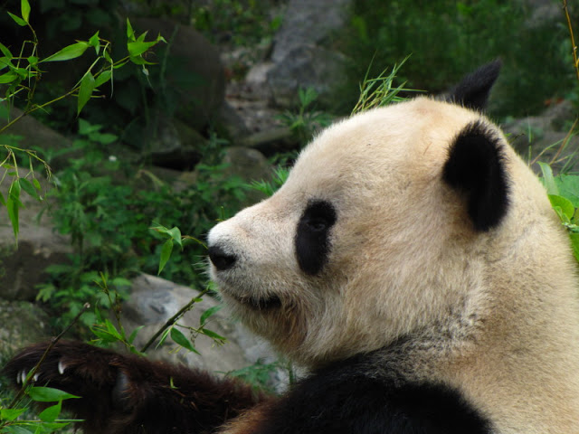 Tiergarten Schönbrunn 12.06.2010