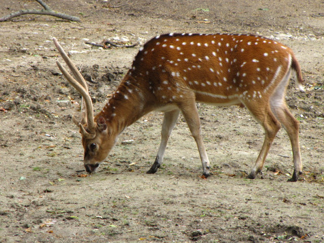 Tiergarten Schönbrunn 12.06.2012