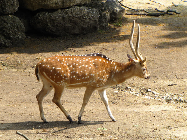Tiergarten Schönbrunn 12.06.2012