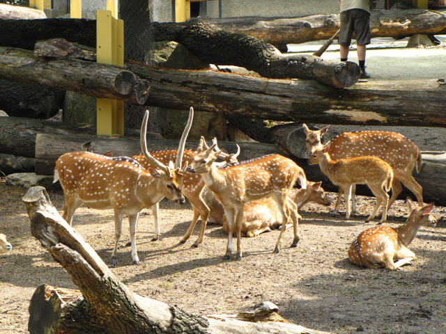 Tiergarten Schönbrunn 12.06.2012