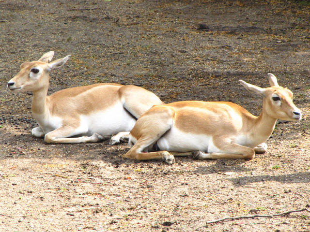 Tiergarten Schönbrunn 12.06.2012