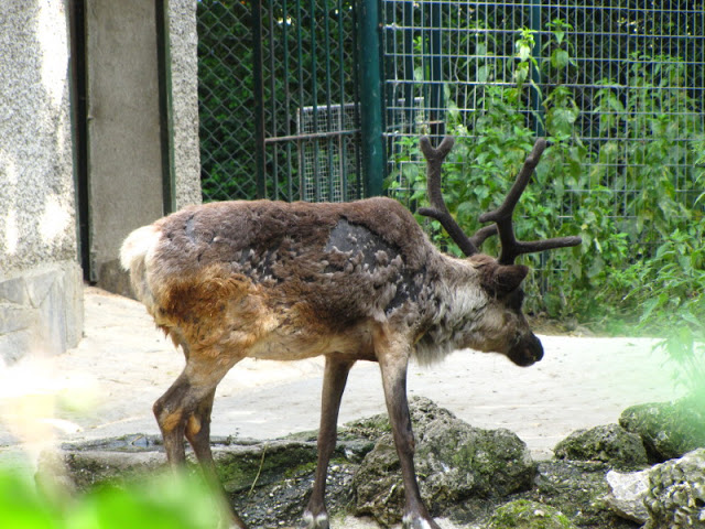 Tiergarten Schönbrunn 12.06.2012