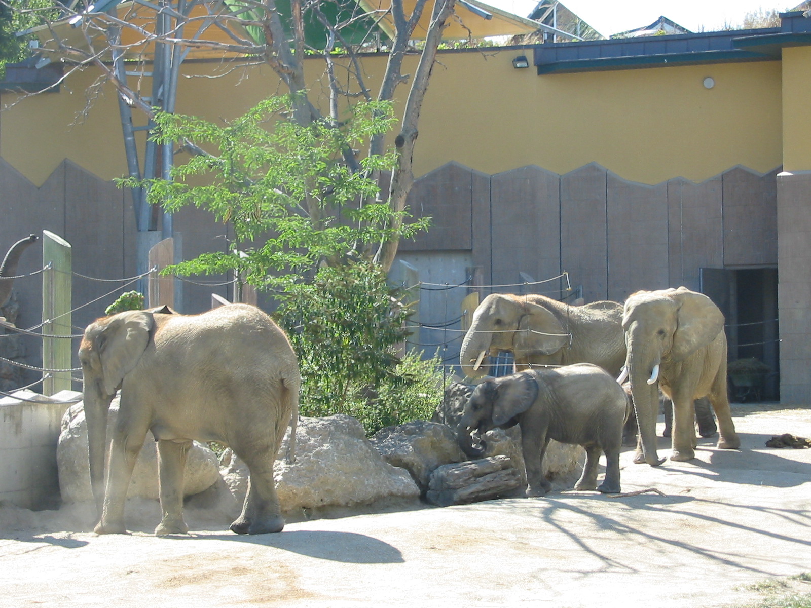 Tiergarten Schönbrunn - African Elephants outside