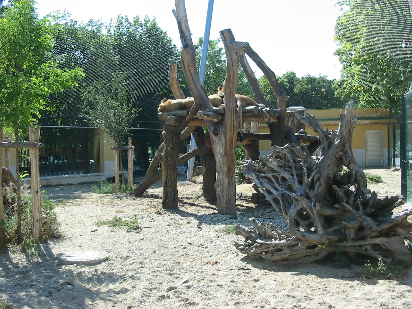 Tiergarten Schönbrunn - African Lion exhibit