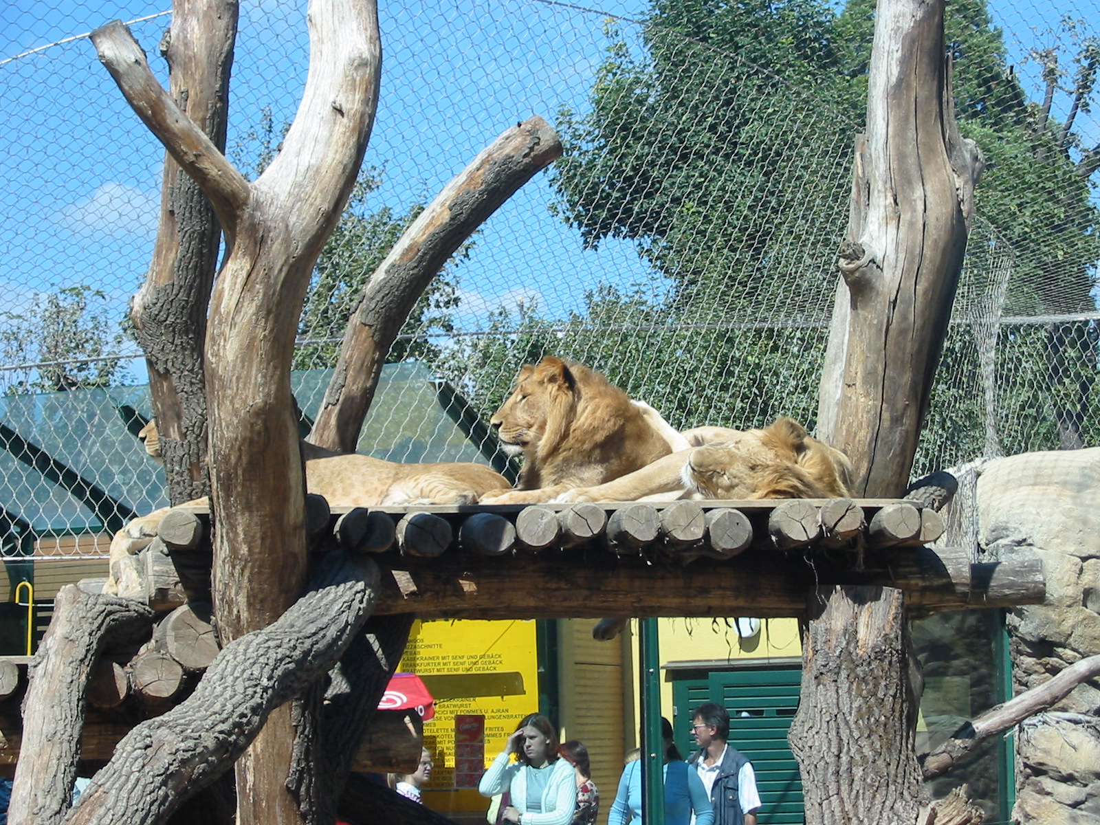 Tiergarten Schönbrunn - African Lions