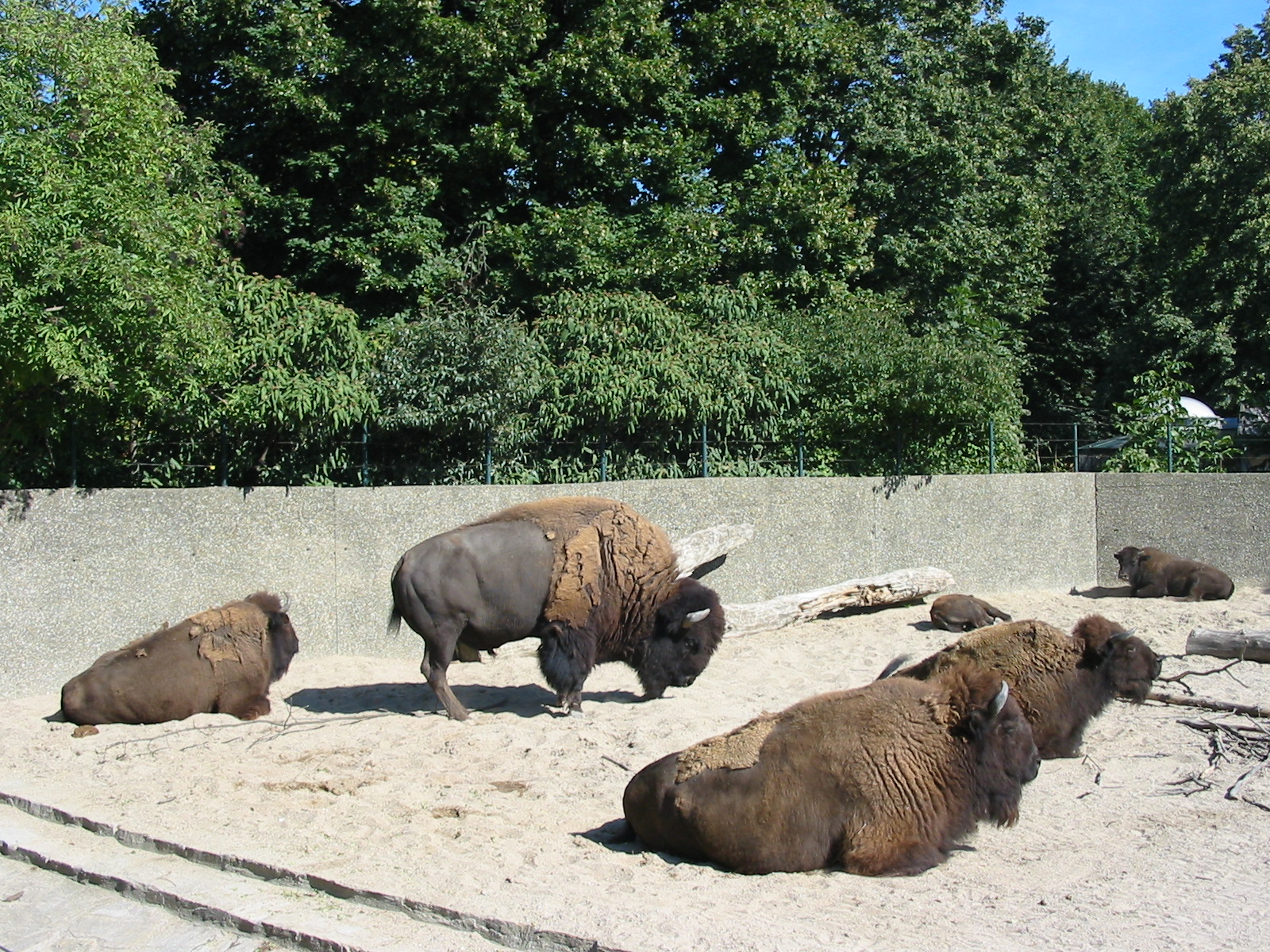 Tiergarten Schönbrunn - American Buffalo enclosure