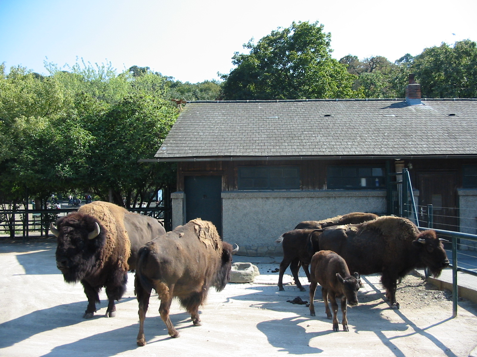 Tiergarten Schönbrunn - American Buffalo exhibit
