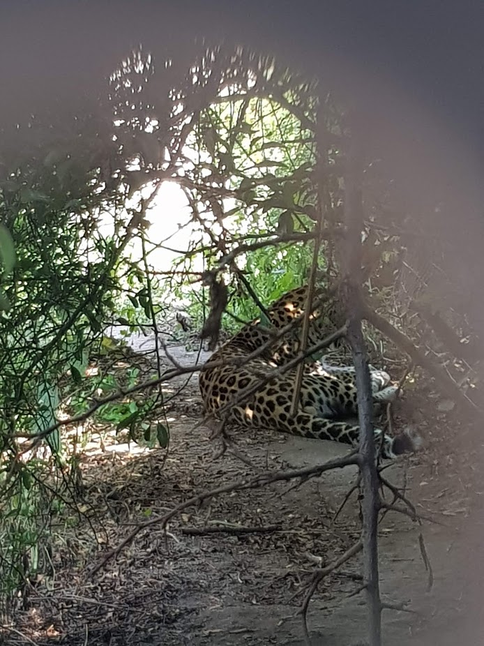 Tiergarten Schönbrunn- amur leopard through a peek hole- 2019
