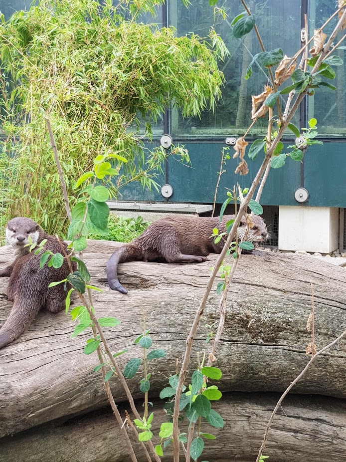 Tiergarten Schönbrunn- Asian small-clawed otter- 2019