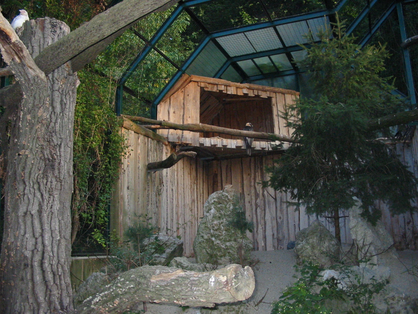 Tiergarten Schönbrunn - Bearded Vulture exhibit
