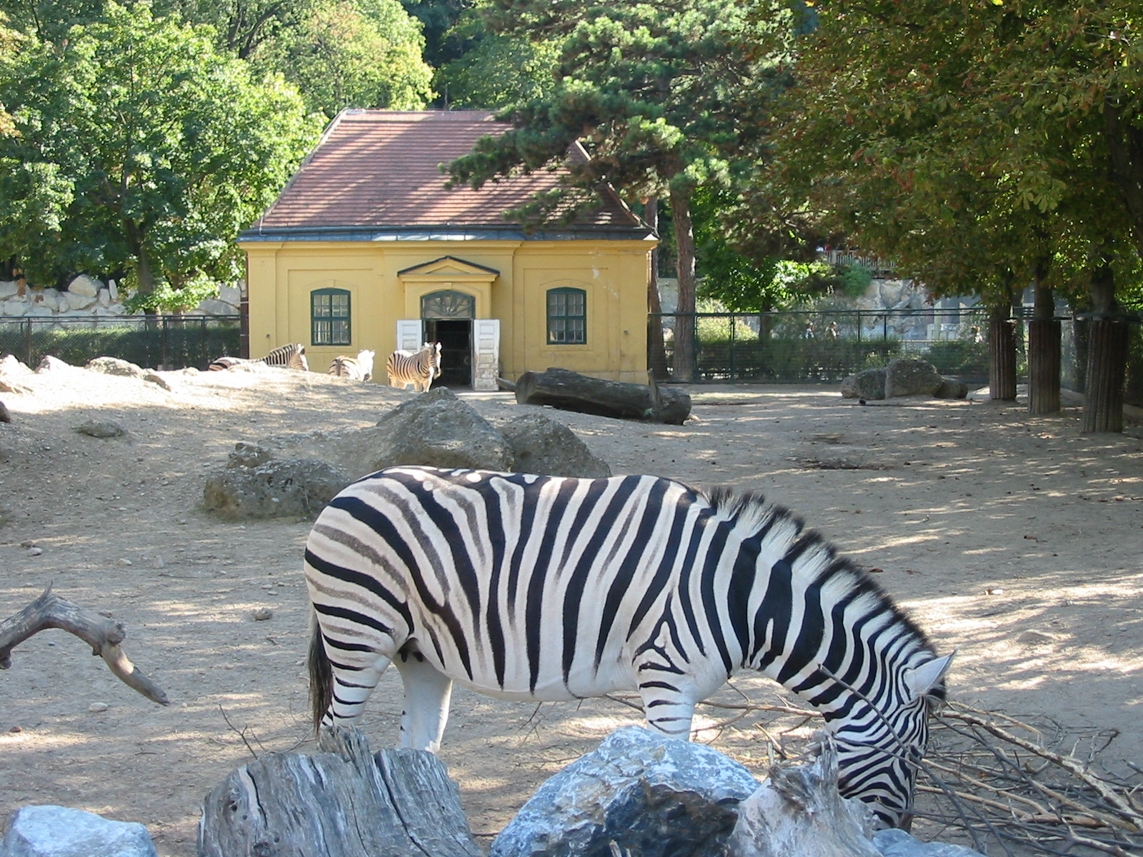 Tiergarten Schönbrunn - Chapmans Zebra exhibit
