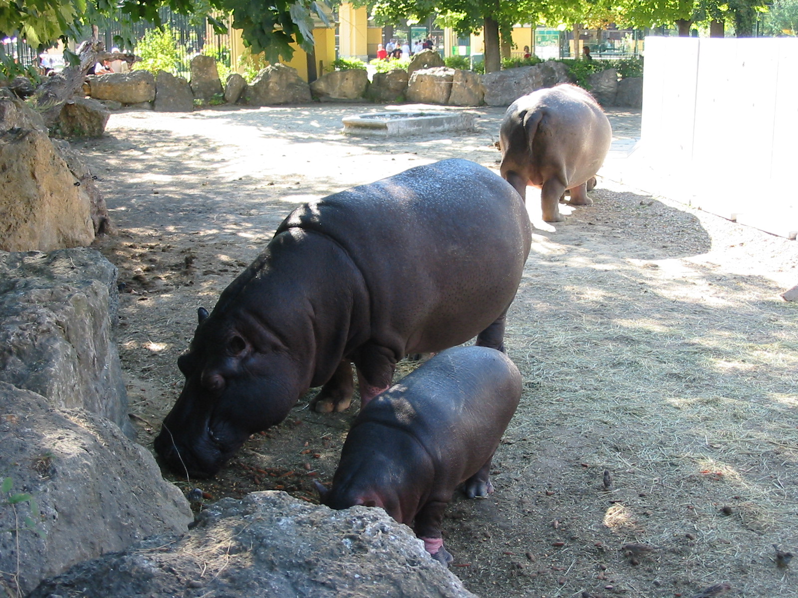 Tiergarten Schönbrunn - Common Hippopotamus and calf