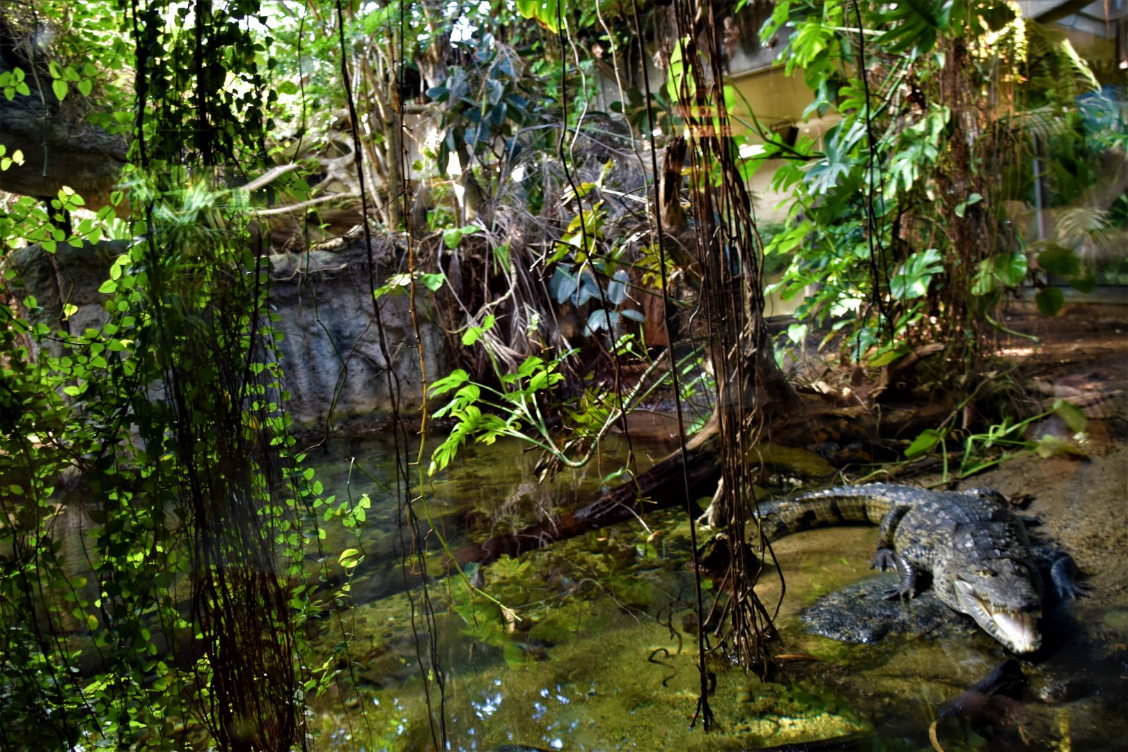 Tiergarten Schonbrunn croc enclosure