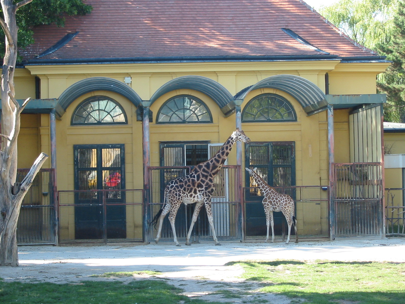 Tiergarten Schönbrunn - Giraffe enclosure