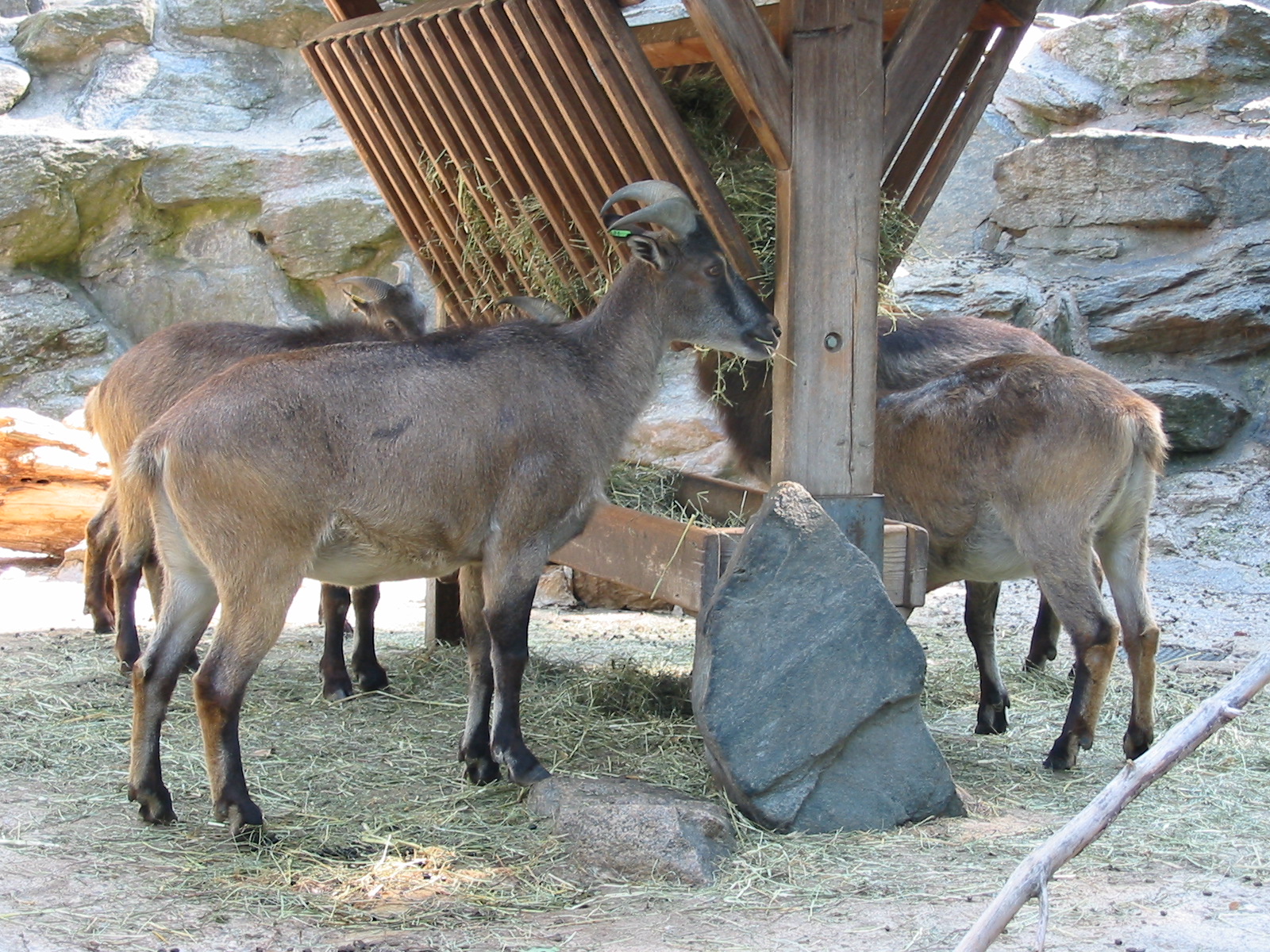 Tiergarten Schönbrunn - Himalayan Tahr