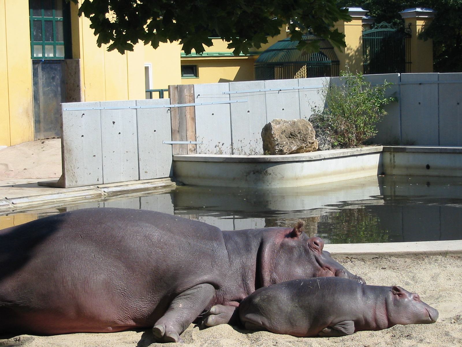 Tiergarten Schönbrunn - Hippopotamus and calf in the outdoor exhibit