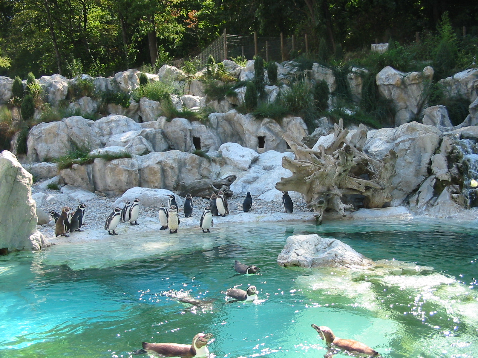 Tiergarten Schönbrunn - Humboldt Penguin exhibit