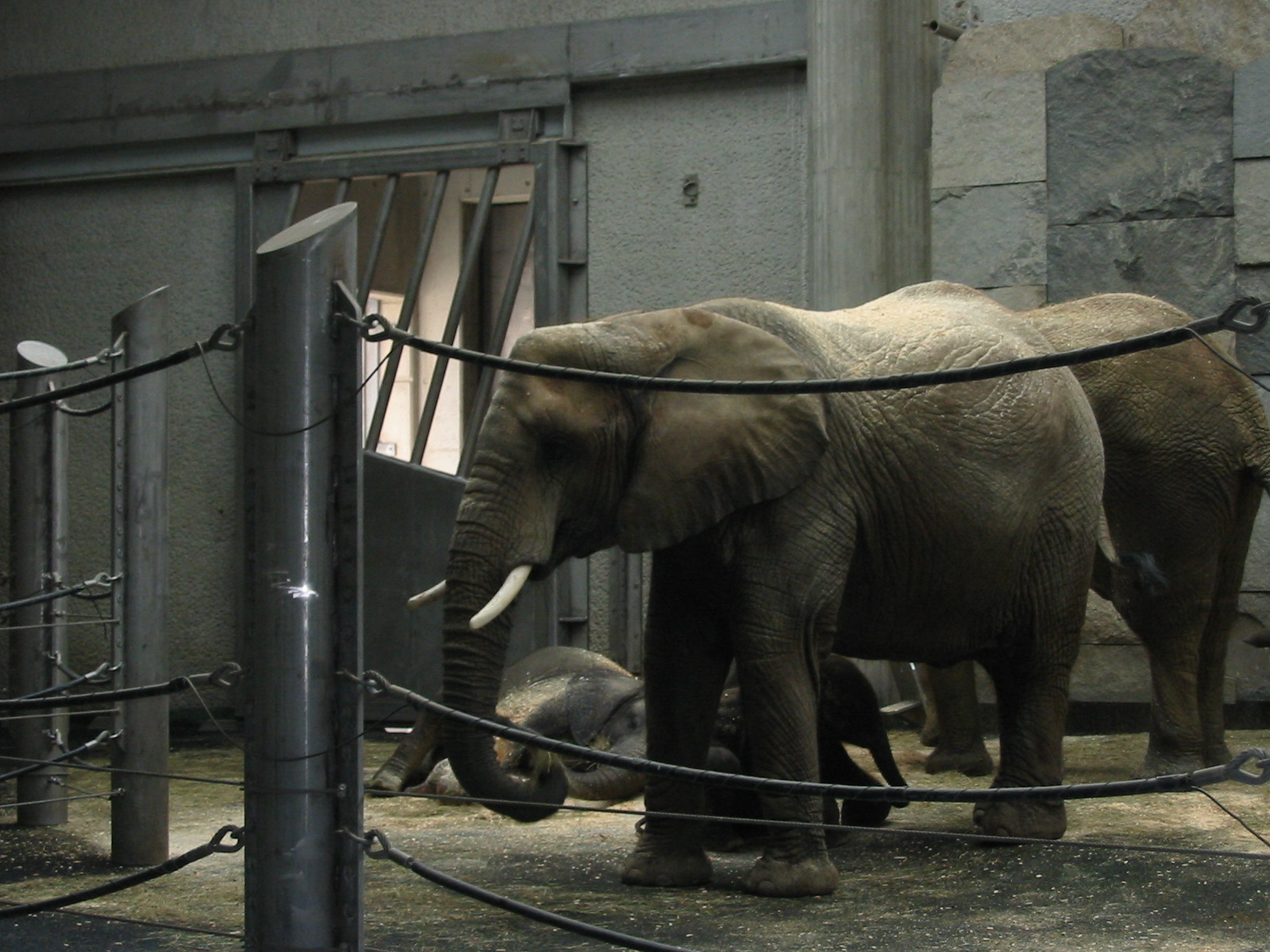 Tiergarten Schönbrunn - Inside the Elephant House