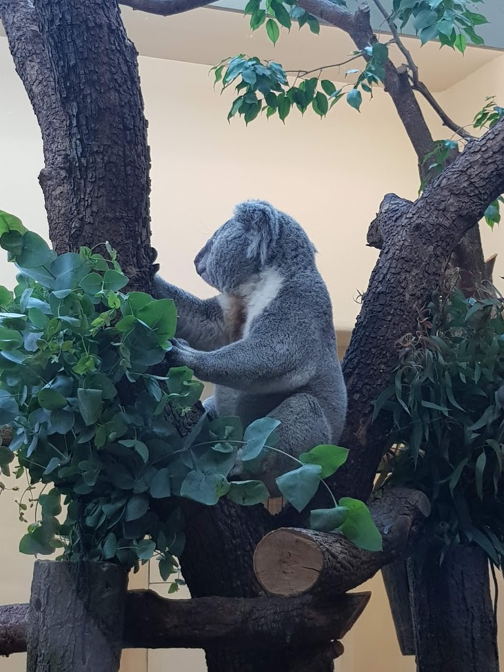 Tiergarten Schönbrunn- koala- 2019