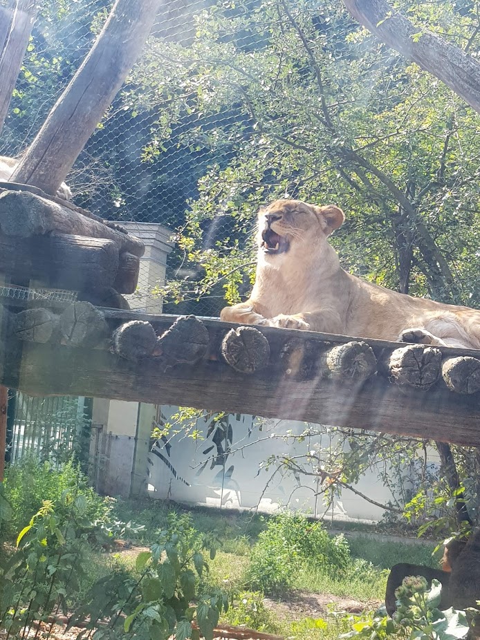 Tiergarten Schönbrunn- lion yawning- 2019