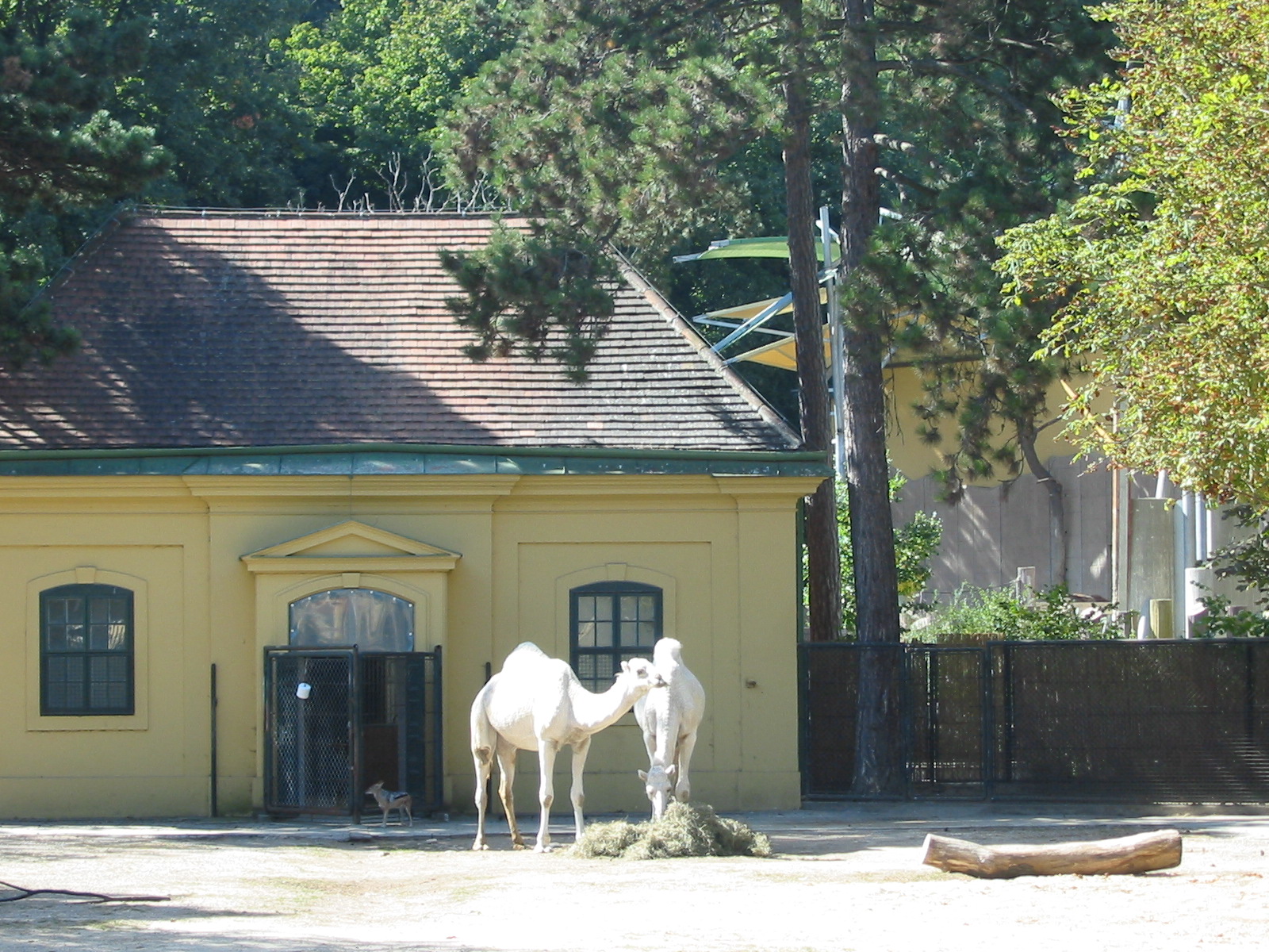 Tiergarten Schönbrunn - Mixed Arabian Camel and Black-backed Jackal exhibit