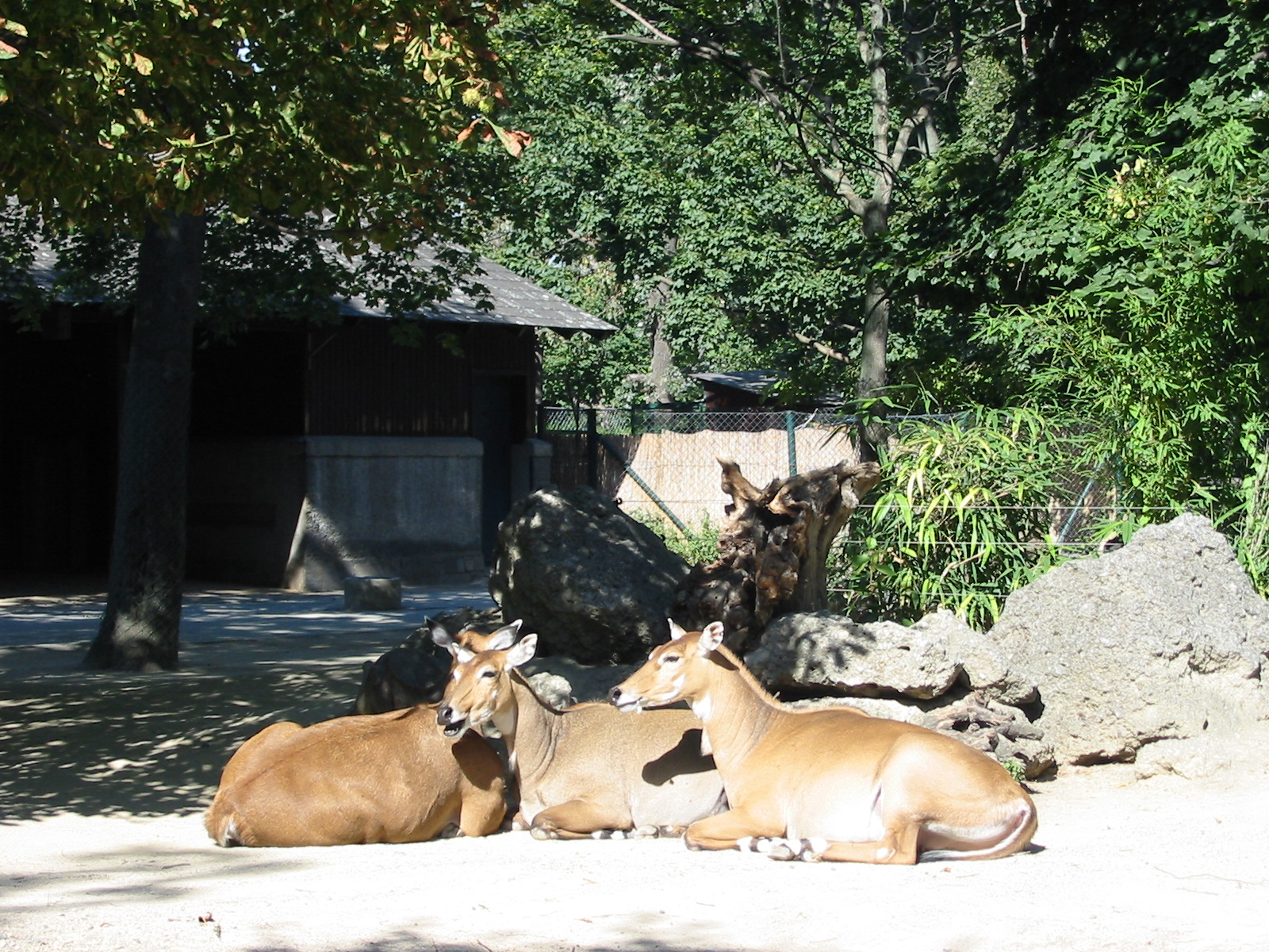 Tiergarten Schönbrunn - Nilgai enclosure
