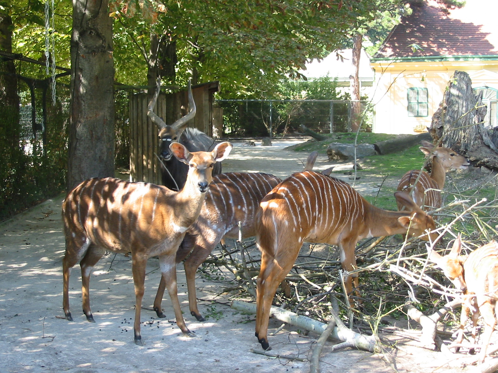 Tiergarten Schönbrunn - Nyala