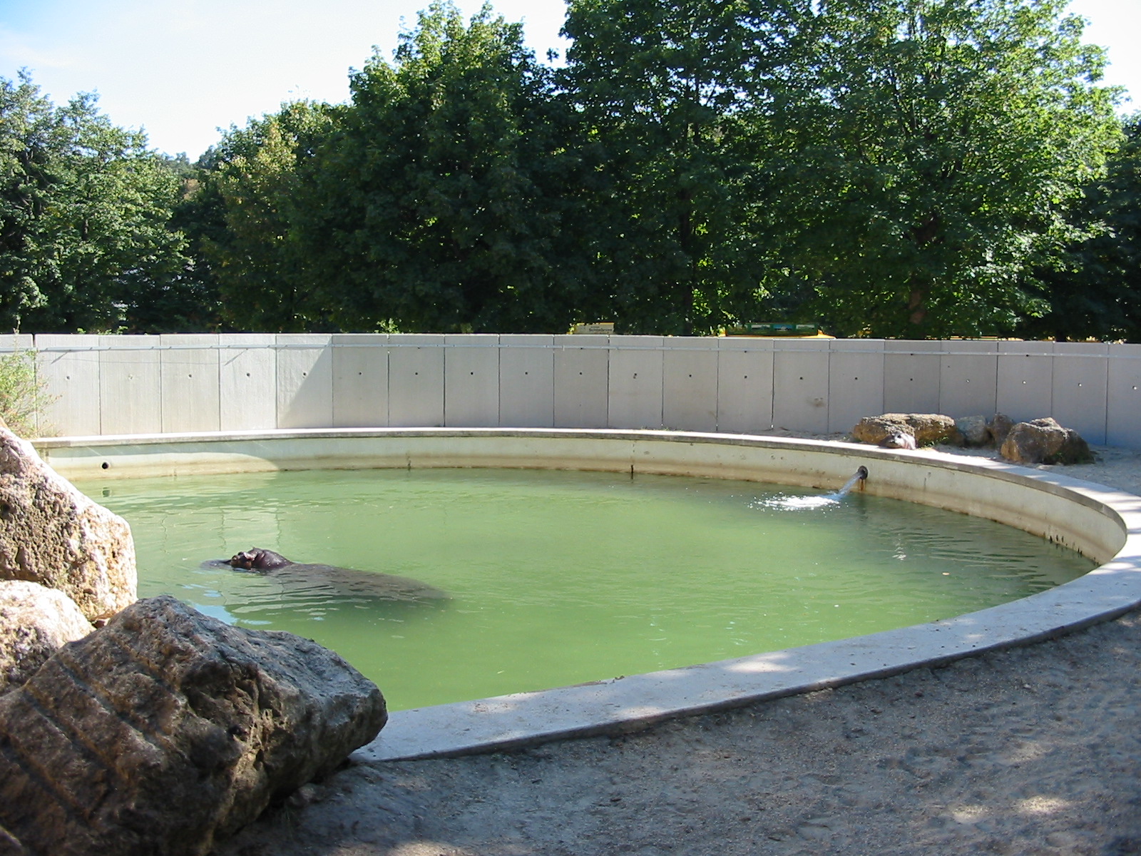 Tiergarten Schönbrunn - Outdoor Hippopotamus pool