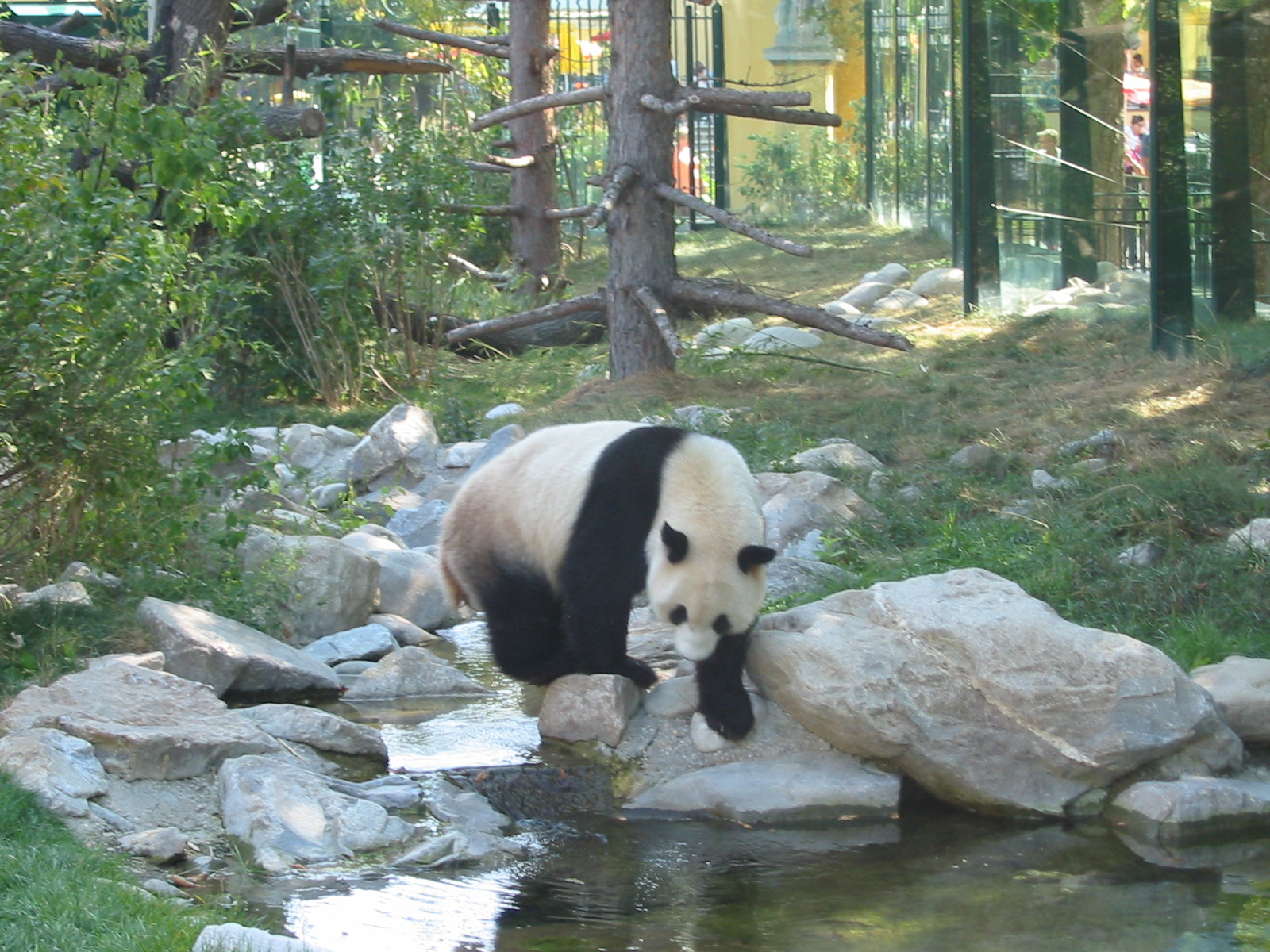 Tiergarten Schönbrunn - Panda encounters the water