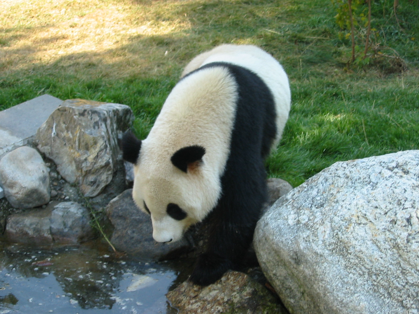 Tiergarten Schönbrunn - Panda encounters the water