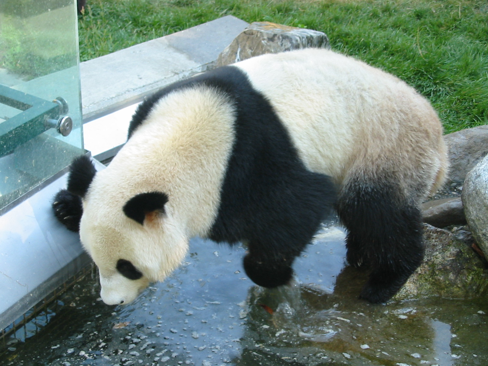 Tiergarten Schönbrunn - Panda encounters the water