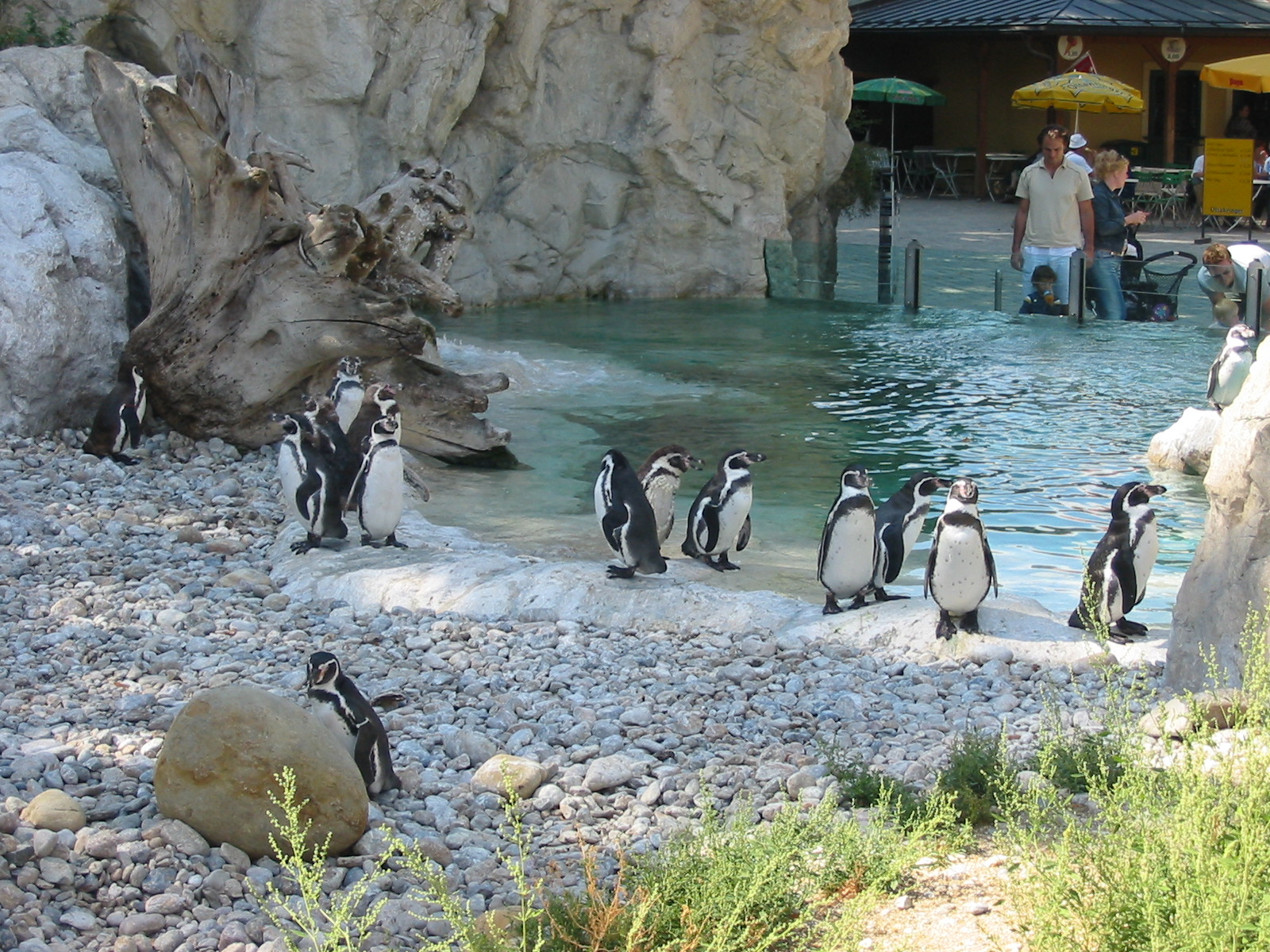 Tiergarten Schönbrunn - Part of the Humboldt Penguin exhibit