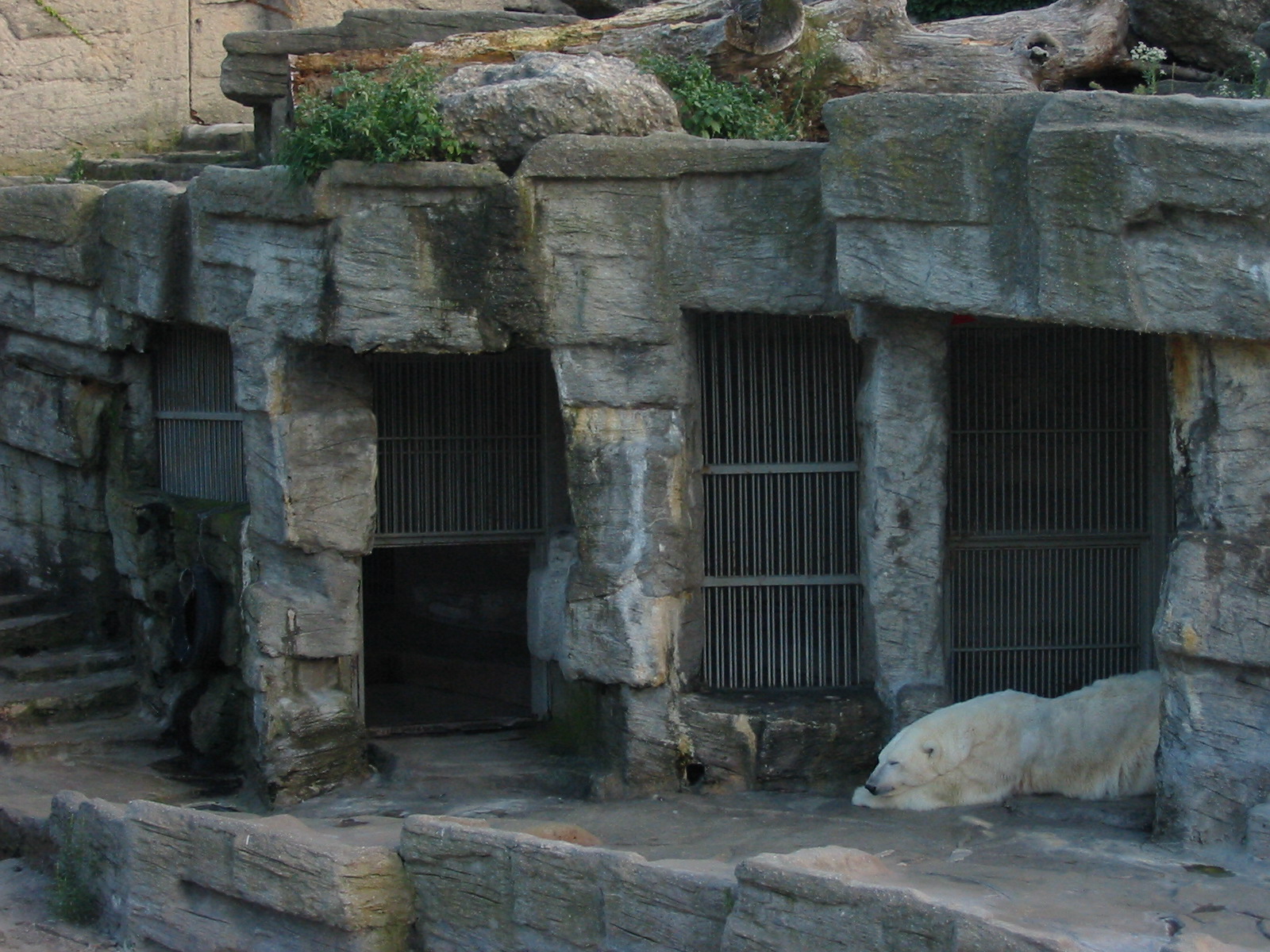 Tiergarten Schönbrunn - Polar Bear dens