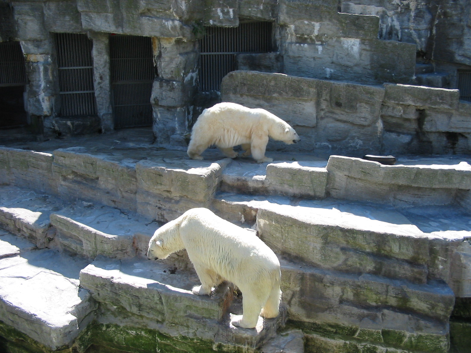 Tiergarten Schönbrunn - Polar Bear exhibit