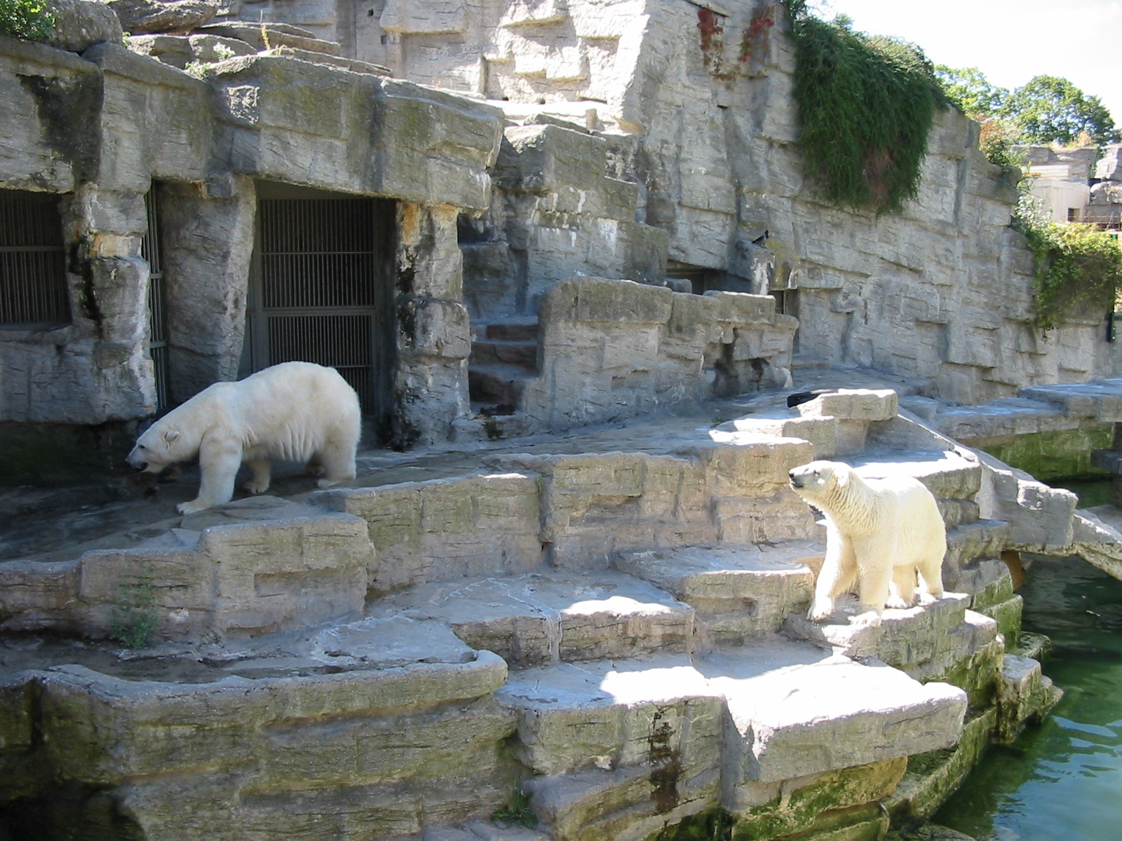 Tiergarten Schönbrunn - Polar Bear exhibit