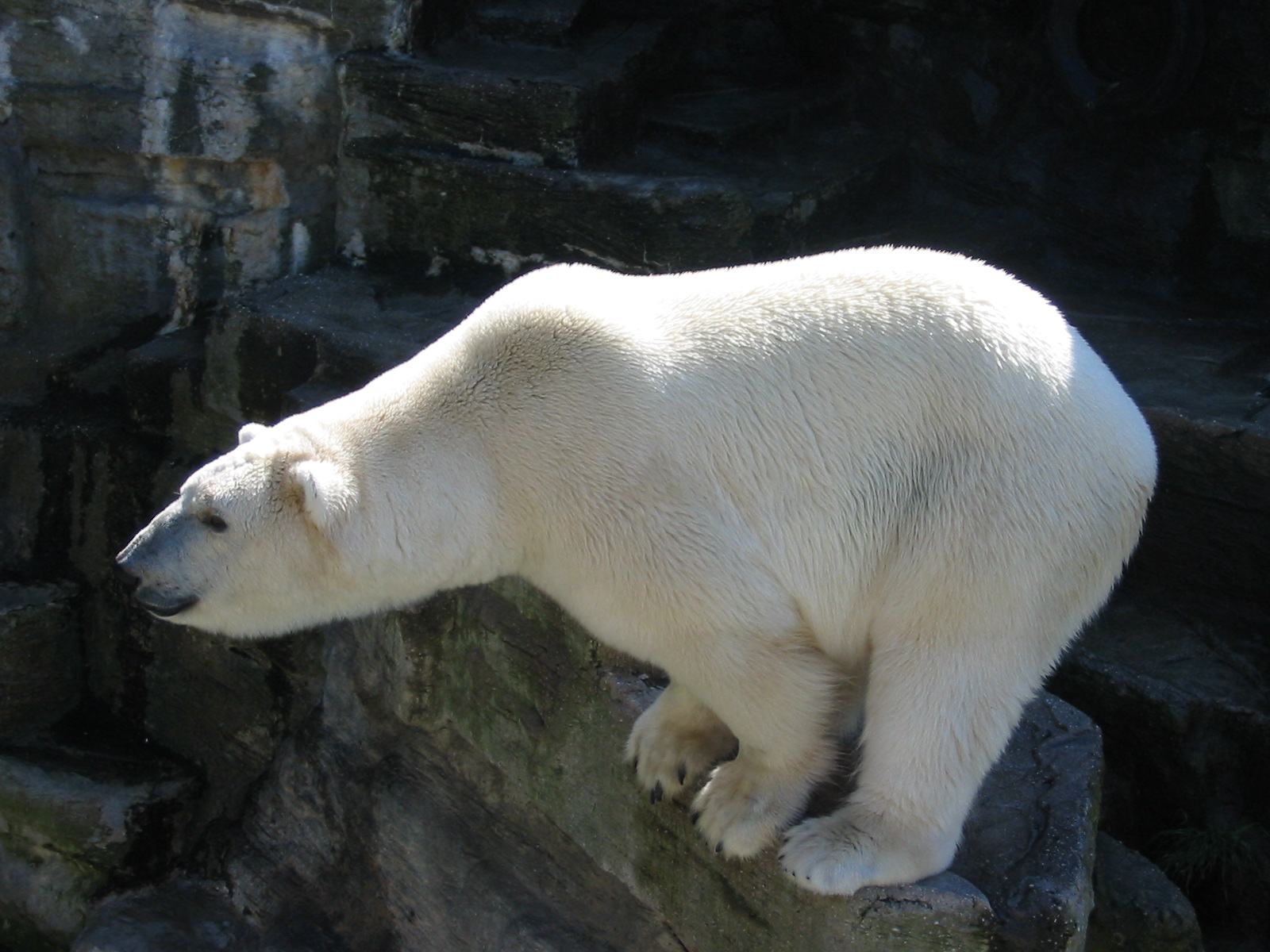 Tiergarten Schönbrunn - Polar Bear on the edge
